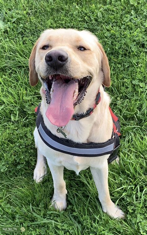 Golden Labrador Retriever Stud Dog Warwickshire Breed Your Dog