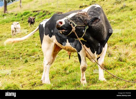 holstein bull  res stock photography  images alamy