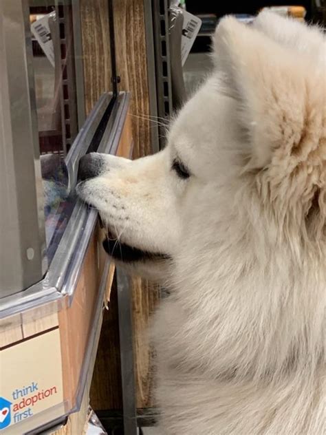 Stopped By Petco To Look At The Ferrets Rsamoyeds