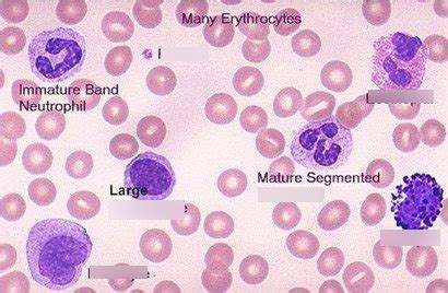 Histology Blood Smear Diagram Quizlet