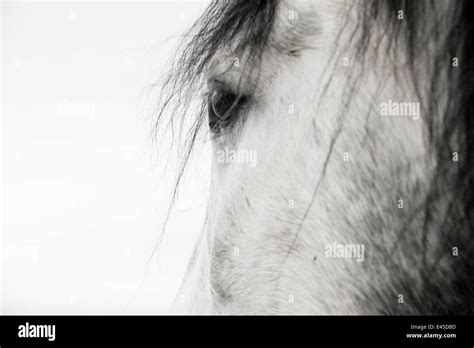 Close Up Of Eye Of Purebred Grey Andalusian Mare Longmont Colorado