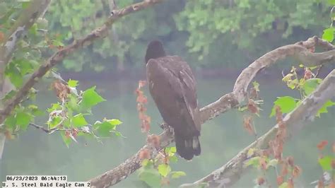 USS Bald Eagle Cam 2 6-23-23 @ 06:42:48 Great view of Hop on branch