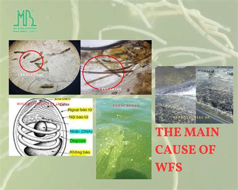 White Feces Syndrome in Shrimp: Causes, Prevention, and Treatment