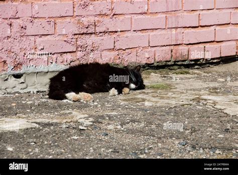 Le Chat Noir Affectueux Avec Des Pattes Blanches Se Trouve Sur Le Pav