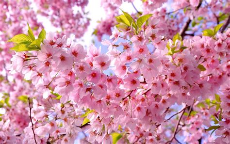 flowering cherry scientific