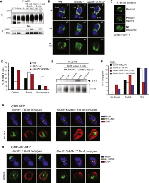 The Receptor Ly108 Functions as a SAP Adaptor-Dependent On-Off Switch ...