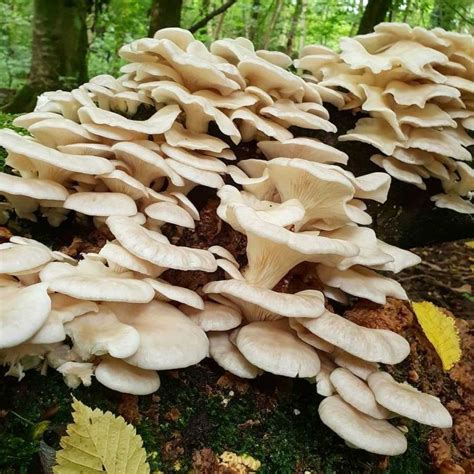 Купить мицелий грибов (грибницу) для выращивания в домашних условиях