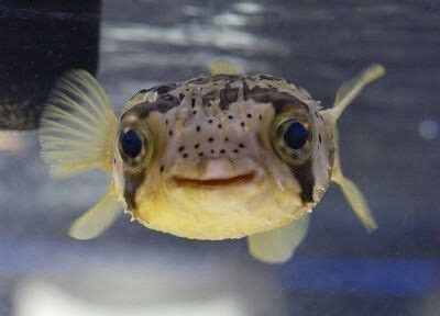 Gallery Of Smiling Adorable Baby Puffer Fish | Cute fish, Fish ...