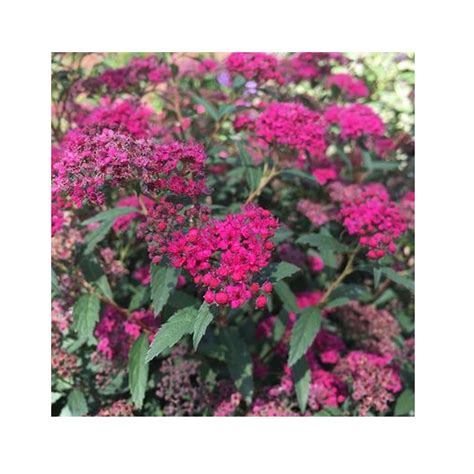 Red Lace™ Spirea 1 Lb Rural King