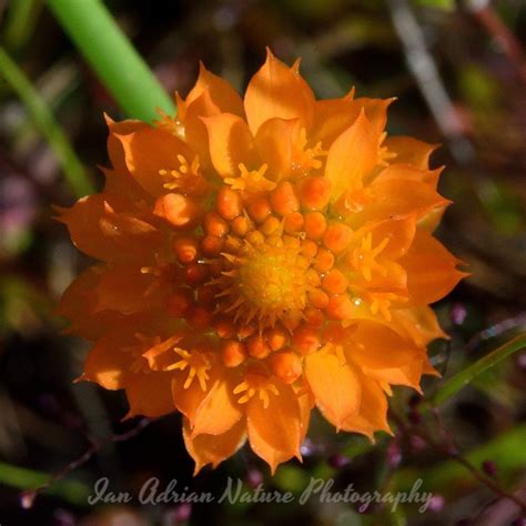 Okefenokee Swamp Plants