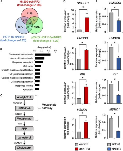 NRF3 Upregulates Gene Expression In SREBP2 Dependent Mevalonate Pathway