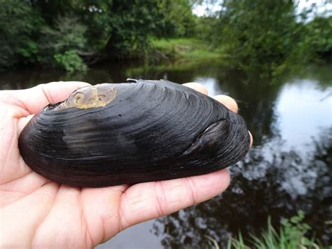 Freshwater Pearl Mussel Species Directory Freshwater Habitats Trust