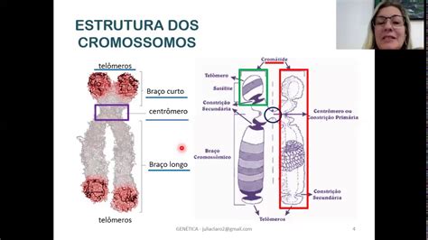 A Composição Genética De Um Indivíduo Recebe A Denominação De