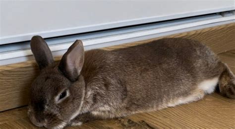 Adopter un lapin De la réflexion à lachat Le meilleur pour mon Lapin