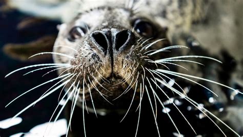 Northeastern Co Op Is Training Massive Sea Lions And Smaller Harbor