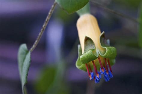 Types Of Fuchsias Hanging And Standing Fuchsias Plantura