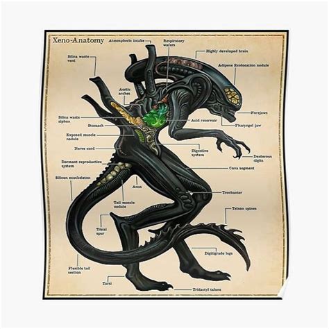 Xenomorph Anatomy - Fan Art Gifts Premium Matte Vertical Poster