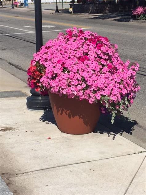 Commercial Self-Watering Planters “The planters are full and lush. My watering crew LOVES them ...