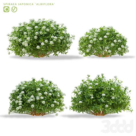 Спирея японская кусты | Spiraea japonica Albiflora - Кусты - 3D модель