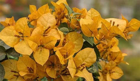 7 Beautiful Colors of Bougainvillea - Crate and Basket