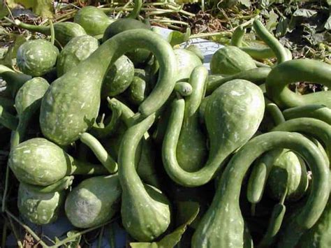 Лагенария: описание, виды, выращивание, посадка и уход