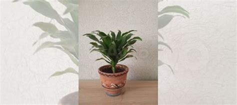 Драцена купить в Самаре | Товары для дома и дачи | Авито