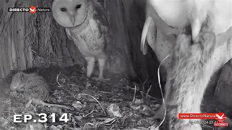 Barn Owl Nest ep 314Lechuzas en el nido DIRECTO Cámara 38 Ávila