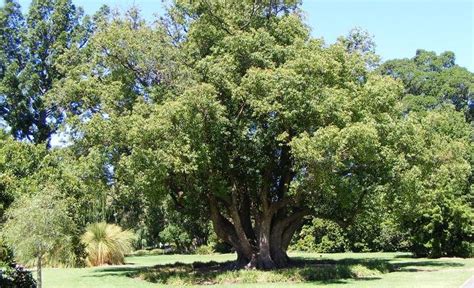 Cultivo del árbol de canela