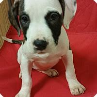 Lima, OH - American Staffordshire Terrier. Meet Galaxy a Pet for Adoption.