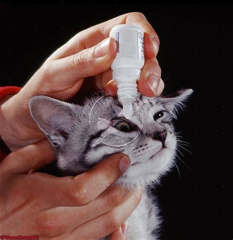 Administering Antibiotic Eye Drops For Cat`s Eye Infection Buy