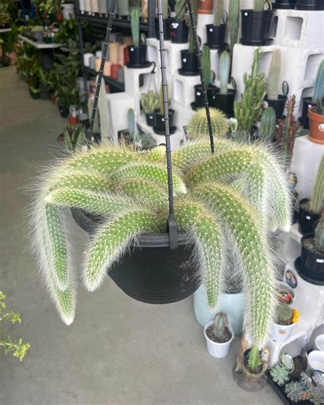 Monkey Tail Cactus Gippsland Indoor Plants