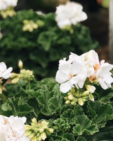 How To Care For Geraniums — Garden Valley Farmers Market