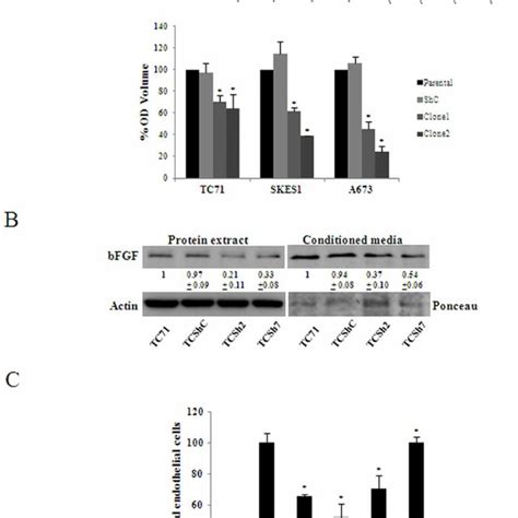 CAV1 Silencing Results On Reduced Endothelial Cell Migration A