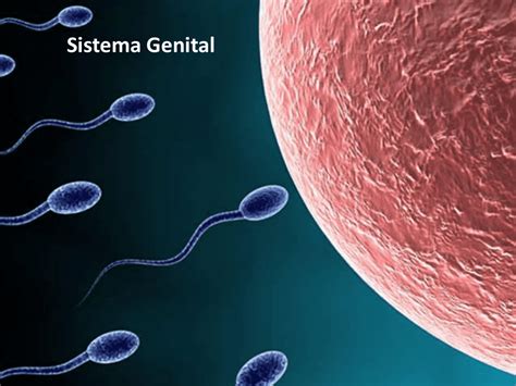 Orgao Genital Masculino E Feminino - FDPLEARN