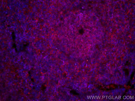 Cd Antibody Cl Proteintech