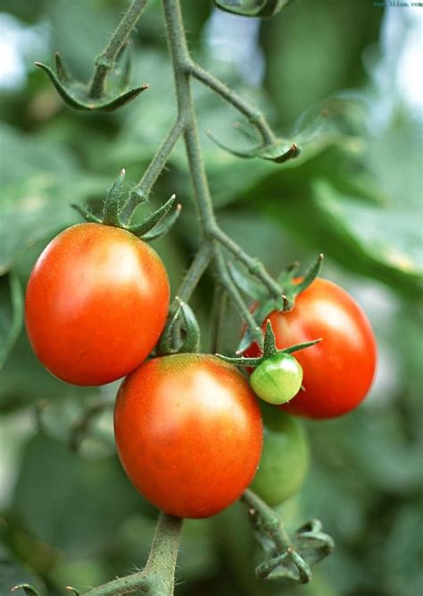 Chinese Fresh Cherry Tomatoeschina Haimei Price Supplier 21food