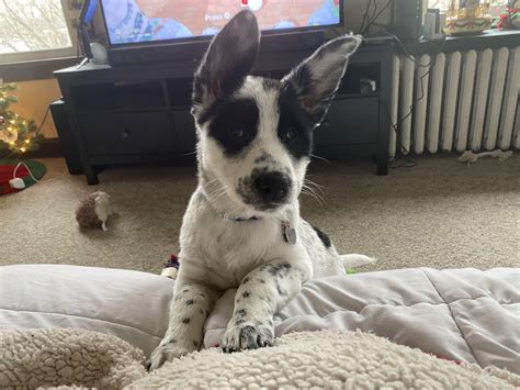 Border Collie/Cattle Dog mix? What do you think? : r/DogBreeds101