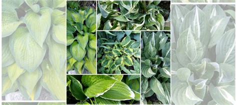 Хосты купить в Нижнем Новгороде | Товары для дома и дачи | Авито