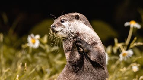 Día Mundial De La Nutria 7 Datos Curiosos Que Quizá No Conocías De