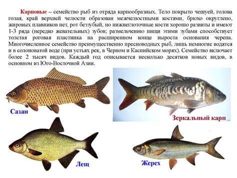 Некоторые семейства класса костных рыб - презентация онлайн