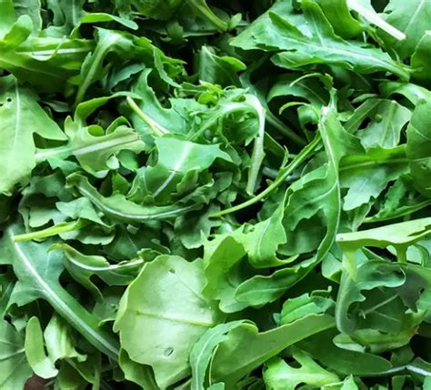 Organic Arugula Seeds – Northern Seeds