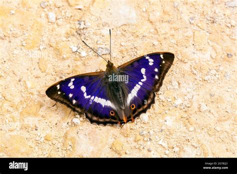 rare purple emperor butterfly  res stock photography  images alamy