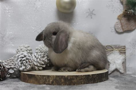 Hembra Mini Lop Seal Point Conejos Enanos Siero