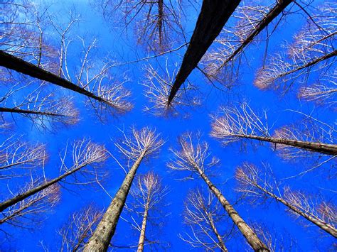 Tree Silhouette In Blue Sky Stanley Zimny Thank You For 67 Million