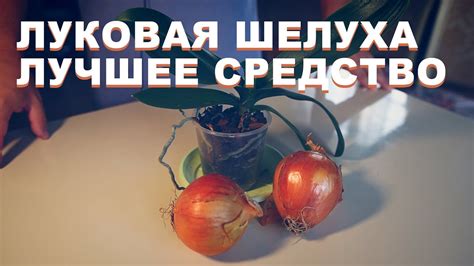 Луковая шелуха как лучшее удобрение для орхидей своими руками. Орхидеи ...