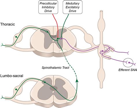 Abdominal Reflex Pathway