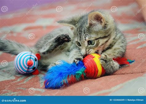 Cute Home Kitten Playing with Toys Stock Image - Image of cheerful ...