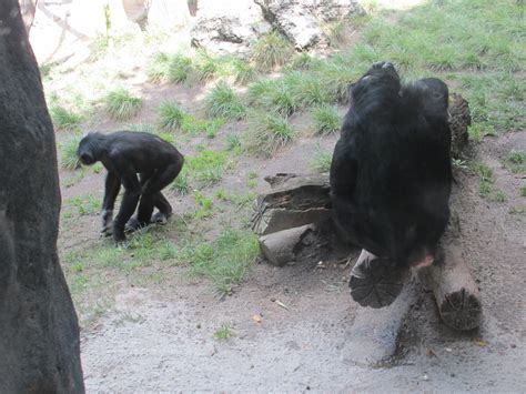 Chimpanzees Bonobo Chimps At The San Diego Zoo