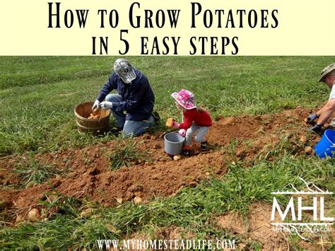 How To Grow Potatoes In 5 Easy Steps Growing Potatoes Growing Sweet Potatoes Planting Potatoes