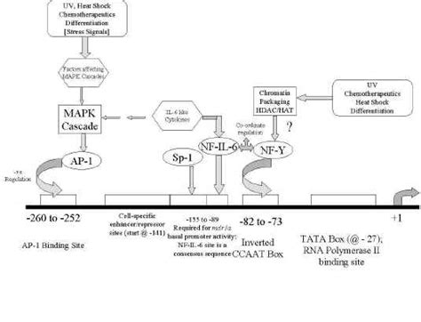 Regulation of the Multidrug Resistance Genes by Stress Signals
